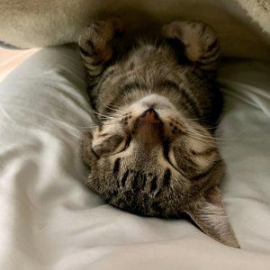 Meet your Posher, Josephine